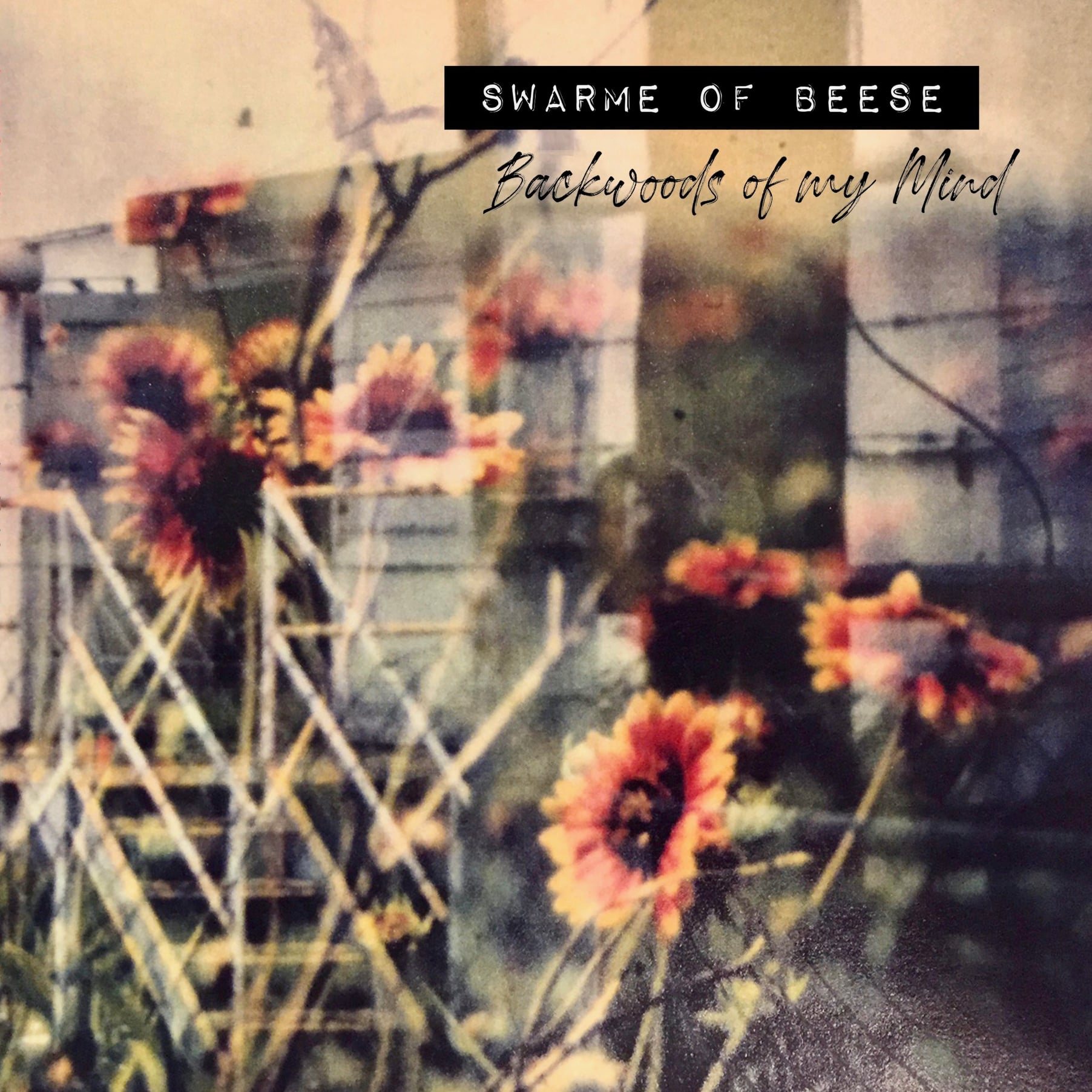 Jud Conway reviews… Swarme of Beese- Backwoods of My Mind