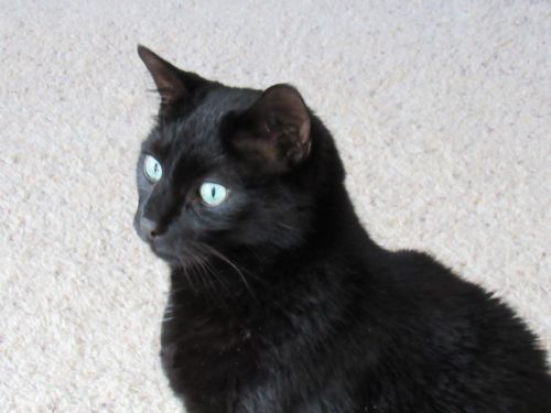 Della